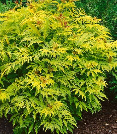 Sambucus racemosa 'SUTHERLAND GOLD''